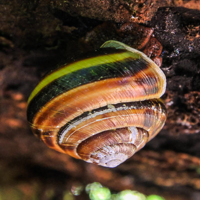A snail hangs upside-down on a fallen redwood in the Lady Bird Johnson Grove in Redwood National Park