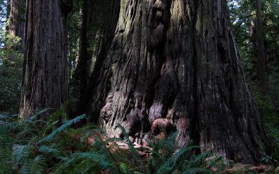 Base of a large redwood in the Lady Bird Johnson Grove in Redwood National Park