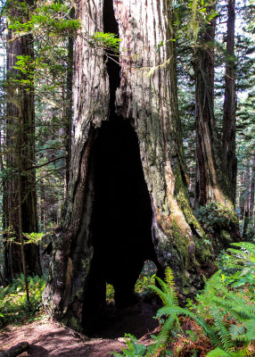 Burned out redwood in the Lady Bird Johnson Grove in Redwood National Park