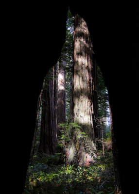 View from inside a burned out redwood in the Lady Bird Johnson Grove in Redwood National Park