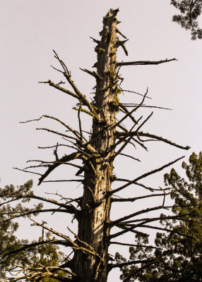 Barren redwood treetop in the Lady Bird Johnson Grove in Redwood National Park