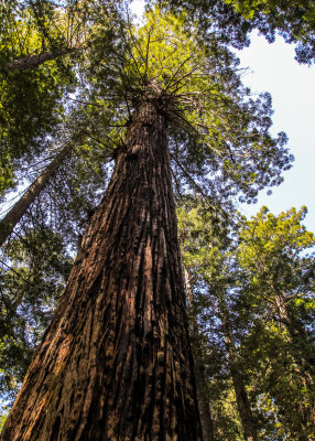 Towering redwood in the Lady Bird Johnson Grove in Redwood National Park