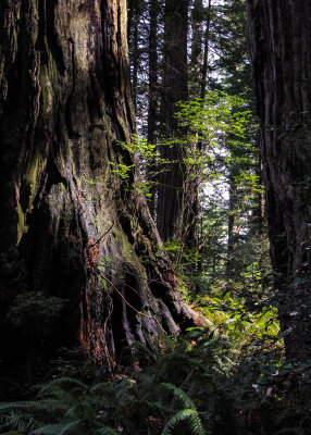 Early morning light on a redwood in the Lady Bird Johnson Grove in Redwood National Park