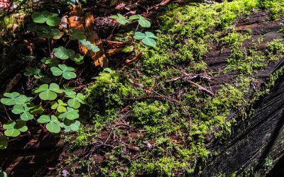 Redwood Sorrel and moss growing on a downed redwood in the Lady Bird Johnson Grove in Redwood National Park