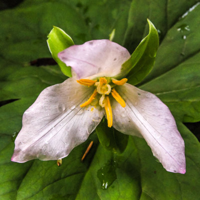 White Trillium in the Lady Bird Johnson Grove in Redwood National Park