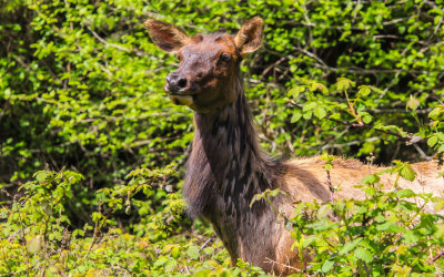 Elk in a clearing in Redwood National Park