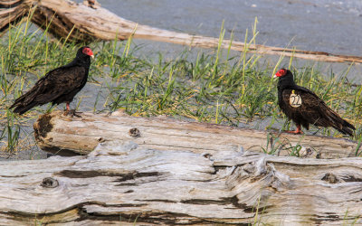 Vultures along the coast in Redwood National Park