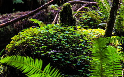 Redwood Sorrels cover a downed Redwood along the Prairie Creek Trail in Redwood National Park