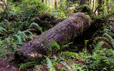 A fallen Redwood along the Prairie Creek Trail in Redwood National Park