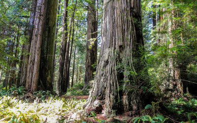 Gigantic redwoods along the Prairie Creek Trail in Redwood National Park