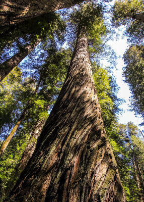 A towering redwood along the Prairie Creek Trail in Redwood National Park