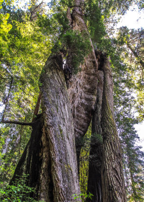The Corkscrew Tree along the Prairie Creek Trail in Redwood National Park
