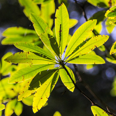 Leaves highlighted in the sun along the Prairie Creek Trail in Redwood National Park