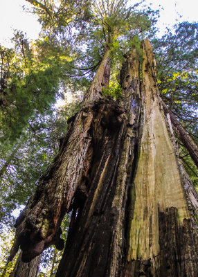 Redwood growing from the trunk of a dead tree along the Prairie Creek Trail in Redwood National Park