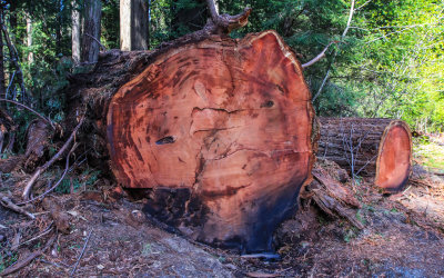 Recently fallen redwood along the Prairie Creek Trail in Redwood National Park