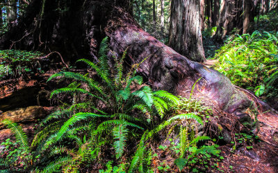 Giant redwood root along the Prairie Creek Trail in Redwood National Park