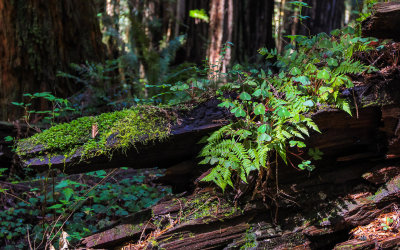 Moss, ferns and Redwood Sorrel grow on a fallen redwood along the Prairie Creek Trail in Redwood National Park