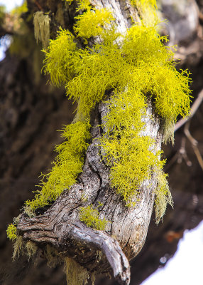 Fungus growing on a tree branch in Cascade-Siskiyou National Monument