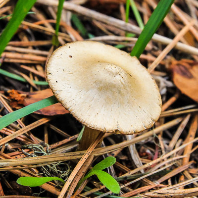 Mushroom along the Green Springs Mountain Loop Trail in Cascade-Siskiyou National Monument