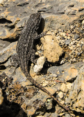 Northern Sagebrush Lizard in Lava Beds National Monument