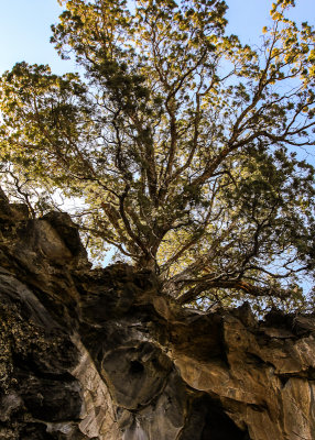 Tree growing directly above the entrance to Symbol Bridge Cave in Lava Beds National Monument