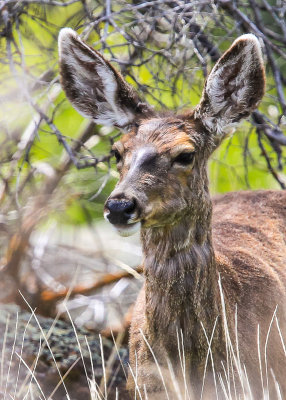 Mule Deer close-up in Tule Lake National Wildlife Refuge