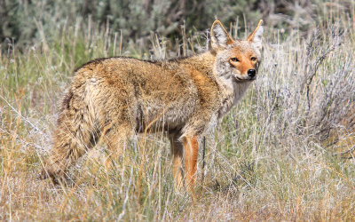 Coyote in Tule Lake National Wildlife Refuge