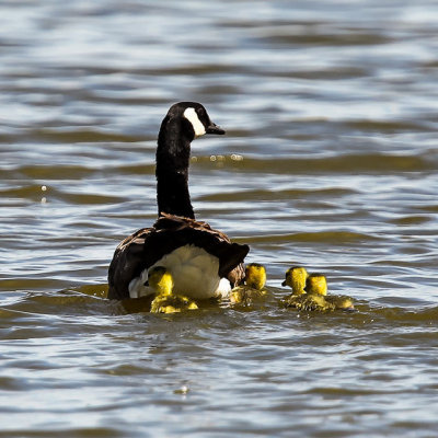 Canadian Goose and her chicks in Tule Lake National Wildlife Refuge