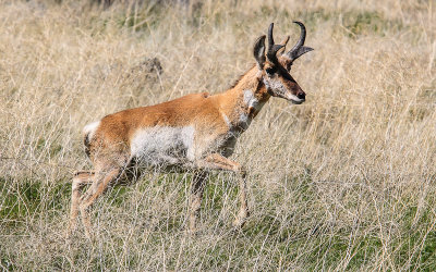 Pronghorn Antelope in Tule Lake National Wildlife Refuge