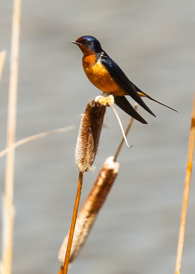 Barn Swallow on a cattail in Tule Lake National Wildlife Refuge