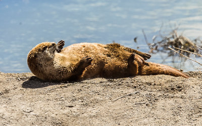River Otter rolls in the dirt in Tule Lake National Wildlife Refuge