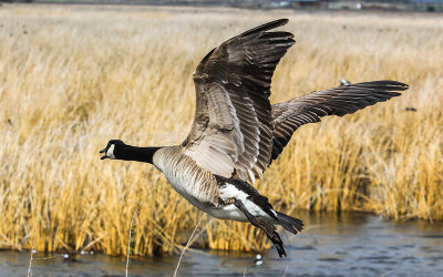Canadian Goose takes flight in Tule Lake National Wildlife Refuge