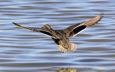 Female Mallard takes flight in Tule Lake National Wildlife Refuge
