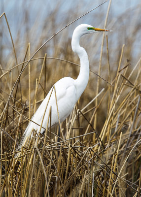 Great White Egret in Tule Lake National Wildlife Refuge