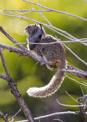 Squirrel in a tree in Tule Lake National Wildlife Refuge