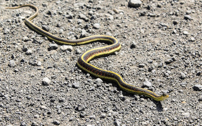 Valley Garter Snake in Tule Lake National Wildlife Refuge