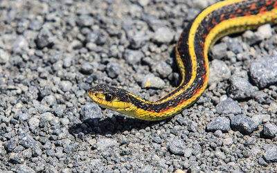 Close-up of Valley Garter Snake in Tule Lake National Wildlife Refuge