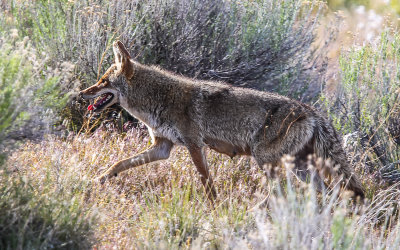 Female Coyote in Tule Lake National Wildlife Refuge