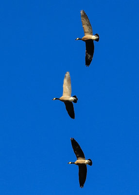Canadian Geese fly in formation over Tule Lake National Wildlife Refuge