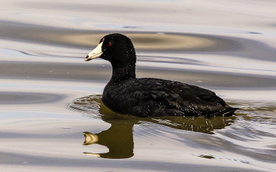 Scoter Duck in Tule Lake National Wildlife Refuge