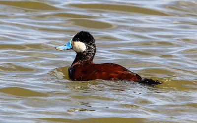 Ruddy Duck with a blue bill during breeding season in Tule Lake National Wildlife Refuge