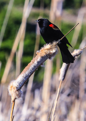 Tricolored Blackbird sits on a cattail in Tule Lake National Wildlife Refuge