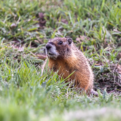 Groundhog in Tule Lake National Wildlife Refuge