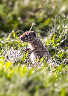 Ground Squirrel in Tule Lake National Wildlife Refuge