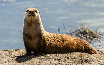 River Otter surveys its surroundings in Tule Lake National Wildlife Refuge