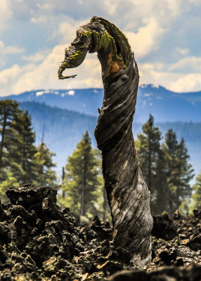 Loch Ness tree stump in the Lava Butte Flow in Newberry National Volcanic Monument