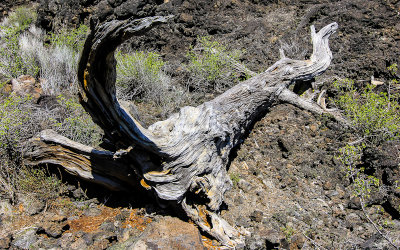 Dead tree on the Lava Butte Flow in Newberry National Volcanic Monument