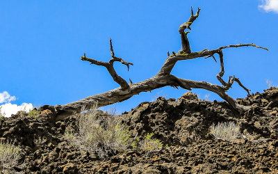 Dead tree on the Lava Butte Flow in Newberry National Volcanic Monument