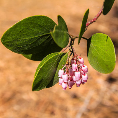 A blooming plant in Newberry National Volcanic Monument