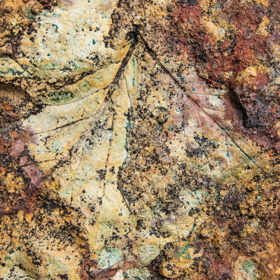 Leaf fossil along the Trail of Fossils in the Clarno Unit of John Day Fossil Beds National Monument